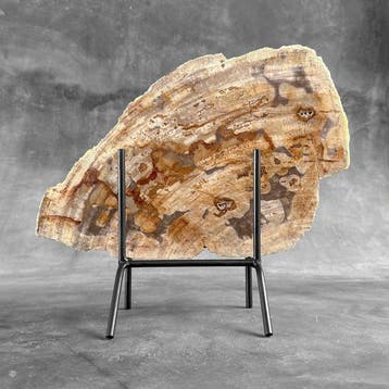 Belle tranche de bois pétrifié sur un socle personnalisé -