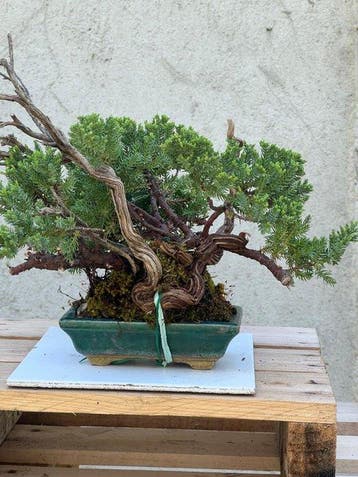 Jeneverbes bonsai (Juniperus) - Hoogte (boom): 32 cm -