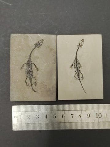 Zonder reserve - Gefossiliseerd dier - 2 mini Keichousaurus