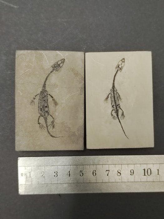 Zonder reserve - Gefossiliseerd dier - 2 mini Keichousaurus, Collections, Minéraux & Fossiles