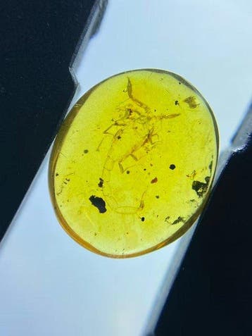 Amber - Barnsteen - Scorpion - 12.5 mm - 10.5 mm