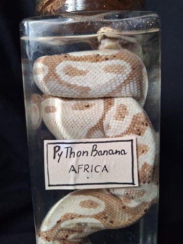 Slang Taxidermie volledige montage - Boa constrictor - 20 cm