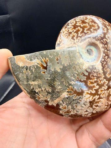 Ammoniet - Gefossiliseerd dier - Cleoniceras besairei - 10.1