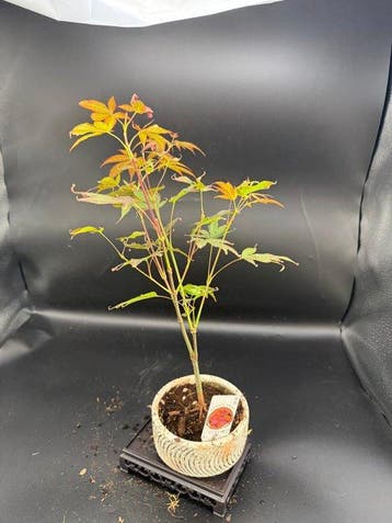 Japanese maple bonsai (Acer palmatum) - Hauteur (arbre) : 25