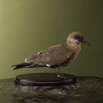 Incastern Taxidermie Opgezette Dieren By Max, Ophalen of Verzenden, Nieuw, Vogel, Opgezet dier