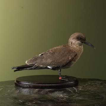 Incastern Taxidermie Opgezette Dieren By Max, Ophalen of Verzenden, Opgezet dier