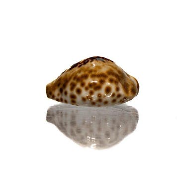 Barycypraea teulerei (49mm) - GIGANTISCHE MAAT -, Nieuw