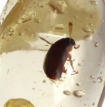 Copal - Ambre - Insects ready for a ring or pendant -