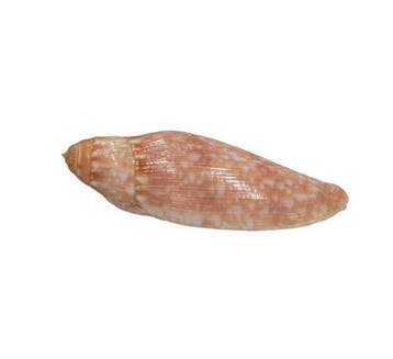 WERELDRECORDGROOTTE?  Deceptigemmula deshayesii (Gemmula)