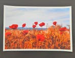 Viet Ha Tran - Poppies from last summer