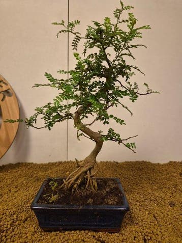 Chinese peper bonsai (Zanthoxylum) - Hoogte (boom): 37 cm -