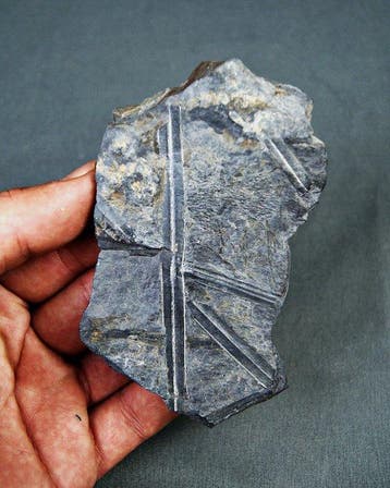 Paleobotanische fossiele plant - Gefossiliseerde plant -