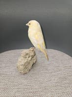 Isabel pastel groenling Taxidermie volledige montage -, Nieuw