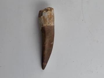 Plésiosaure - Dent fossile - Fossil Tooth of Plesiosaur - 6