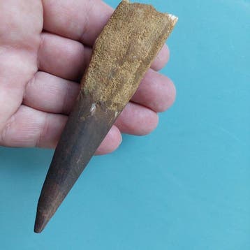 Spinosaure - Dent fossile - 115 mm - 30 mm