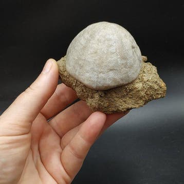 Zeldzame zee-egel - Gefossiliseerd dier - Hypsoclyphus