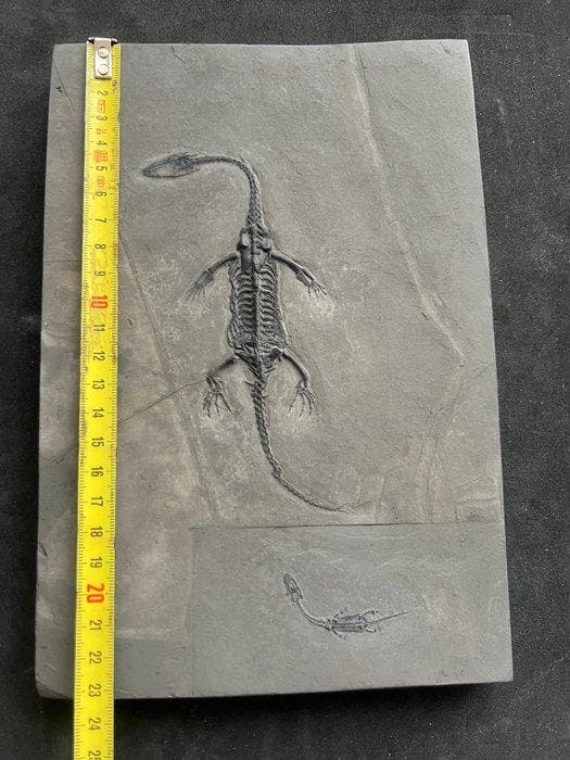 Zeereptiel - Gefossiliseerd dier - Fossil de Keichousaurus -, Verzamelen, Mineralen en Fossielen