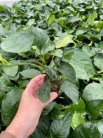 Anubias Barteri (Aquariumplanten, Aquarium producten), Verzenden, Nieuw, Plant(en), Steen of Hout