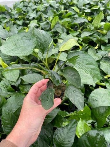 Anubias Barteri (Aquariumplanten, Aquarium producten), Dieren en Toebehoren, Verzenden, Nieuw, Plant(en), Steen of Hout