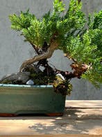Jeneverbes bonsai (Juniperus) - Hoogte (boom): 28 cm -