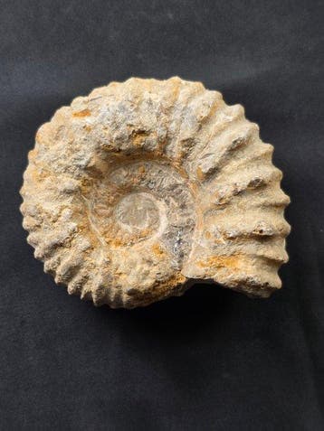 Fossiele tand - Lot of 5 Authentic Fossils (Zonder