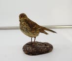 Spioncello Taxidermie volledige montage - Anthus spinoletta