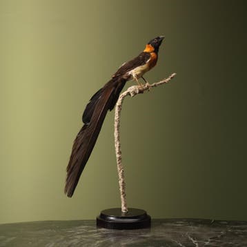 Smalstaartparadijswida Taxidermie Opgezette Dieren By Max, Ophalen of Verzenden, Nieuw, Vogel, Opgezet dier