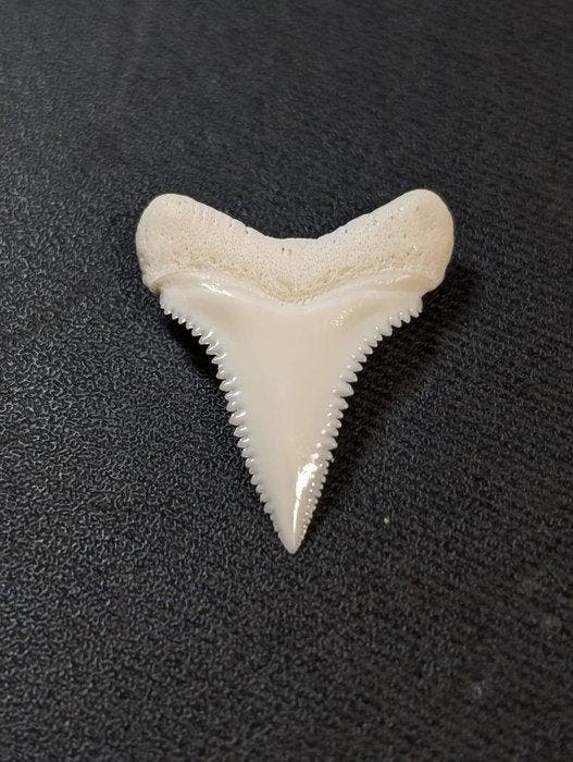 Grand requin blanc Dent - Carcharodon carcharias - with, Collections, Collections Animaux