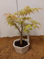 Japanese maple bonsai (Acer palmatum) - Hoogte (boom): 25 cm