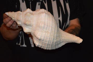 Escargot de mer Coquillage marin - S-304 TRIPLOFUSUS