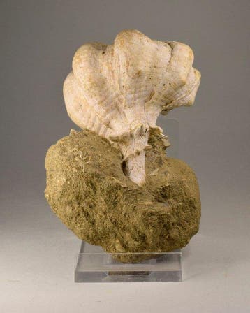 Gastropode - Gefossiliseerde schelp - Bolinus brandaris