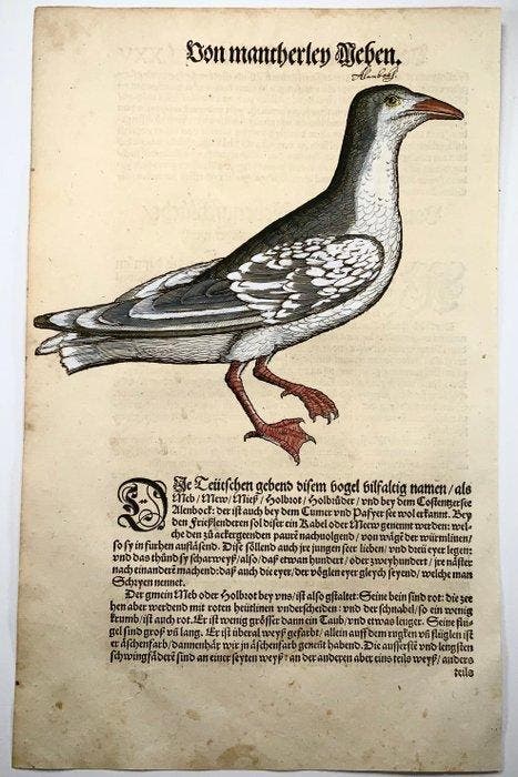 Conrad Gesner - First German Issue - Aquatic Bird, Gull -, Antiek en Kunst, Antiek | Boeken en Manuscripten