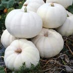 Stella Luna F1 zware witte pompoen zaden, Hobby en Vrije tijd, Nieuw