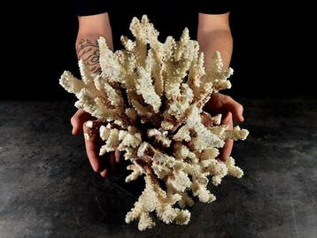 fascinerende vertakking van Pocillopora-koraal Taxidermie, Nieuw