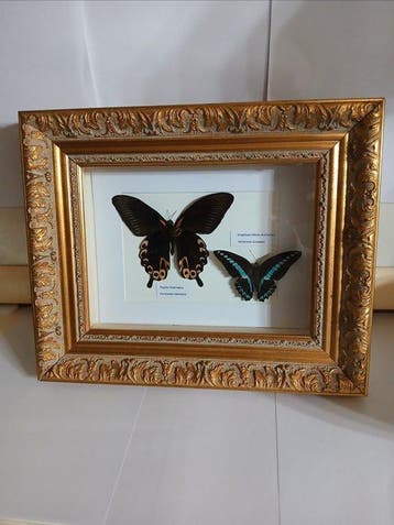 Vlinder Taxidermie wandmontage - Papilio Deiphobus-Graphium