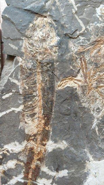 Vissenfossiel uit West-Liaoning - Gefossiliseerd dier -