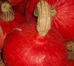 Red Kuri pompoen 50 zaden