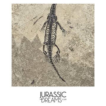 Mooi goed bewaard jong Keichousaurus hui, een marien reptiel