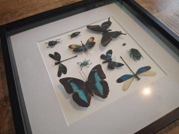 Papillon Support mural pour taxidermie - Collectie van