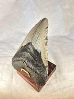 Megalodon tooth - Fossiele tand - Otodus Megalodon - 12.42, Verzamelen