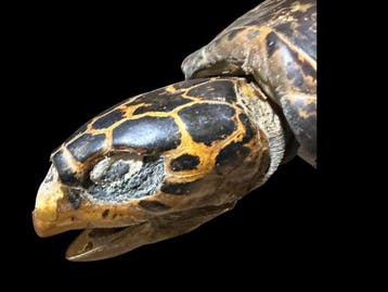 Soepschildpad Taxidermie volledige montage - CARETTA