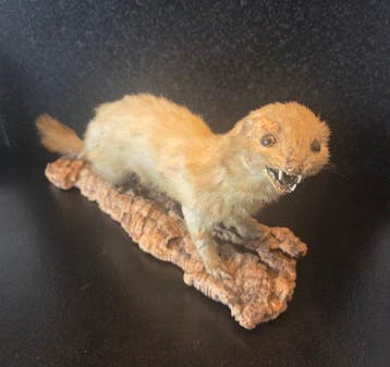 Bunzing Monture pour réplique taxidermique - Mustela