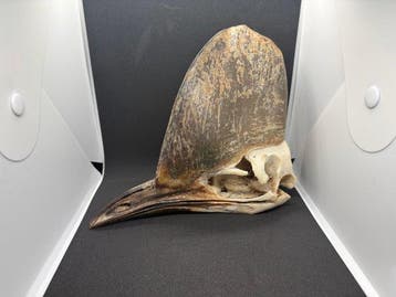 Casuaris Vogelschedel - Casuarius Casuarius - 16 cm - 7.5 cm, Nieuw