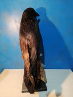 keizerlijke raaf Taxidermie volledige montage - Corvus corax, Verzamelen, Dierenverzamelingen, Nieuw
