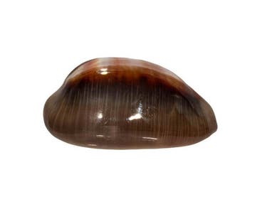 Lyncina ventriculus (Cypraea ventriculus) – 49 mm – Perfecte, Nieuw