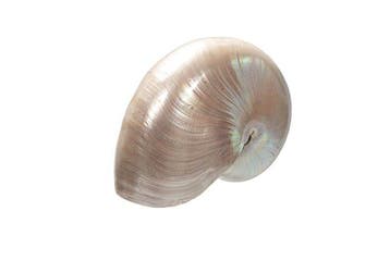 zeer grote - enorme Nautilus  adembenemend gepolijst, Nieuw