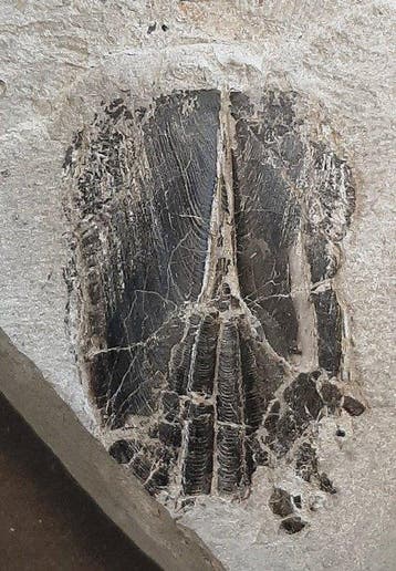 Ammonite Apthychus - Coquillage fossilisé (Sans prix de, Verzamelen