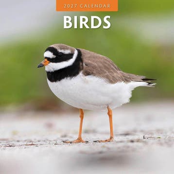 Red Robin Wall Kalender 2027 - Birds, Ophalen of Verzenden