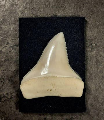 Witte haai Taxidermie volledige montage - Carcharodon, Nieuw
