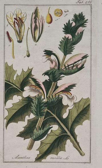 Johannes Zorn. J Sepp - 10 handgekleurde kopergravures oa.